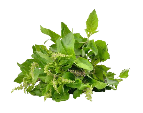 Tulsi